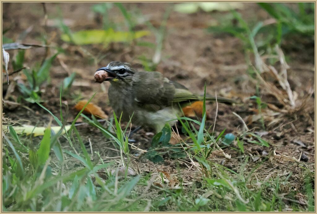 Bulbul à sourcils blancs