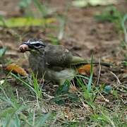 White-browed Bulbul