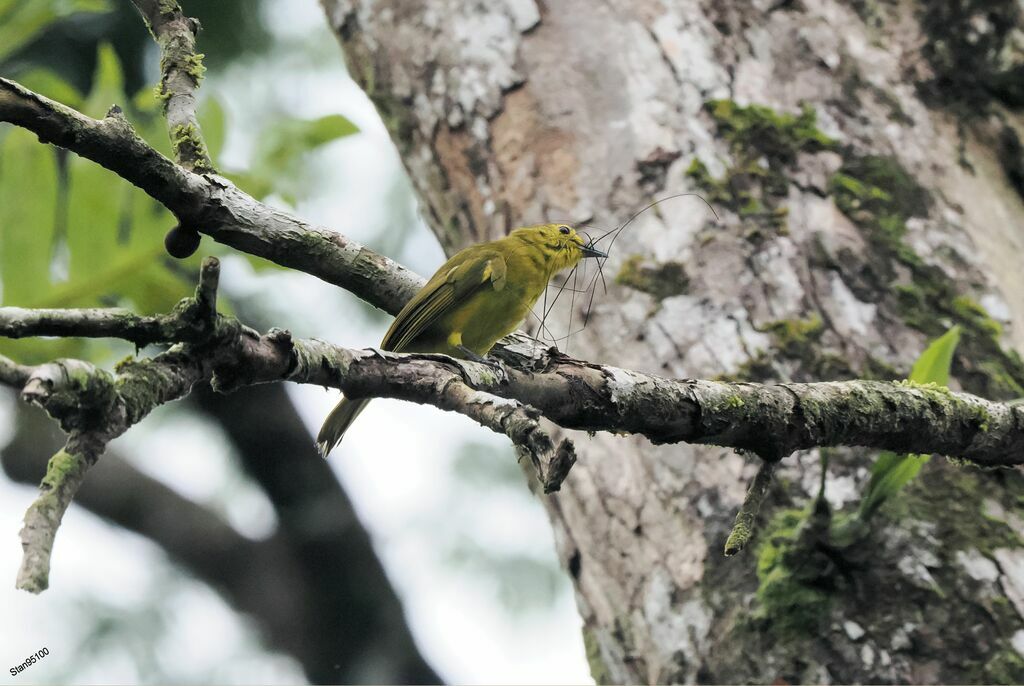 Yellow-browed Bulbul female adult breeding, Reproduction-nesting