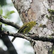 Yellow-browed Bulbul