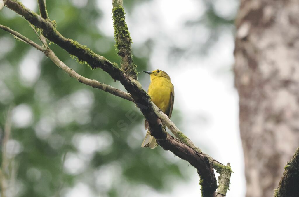 Bulbul à sourcils d'or mâle adulte nuptial, Nidification