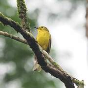 Yellow-browed Bulbul