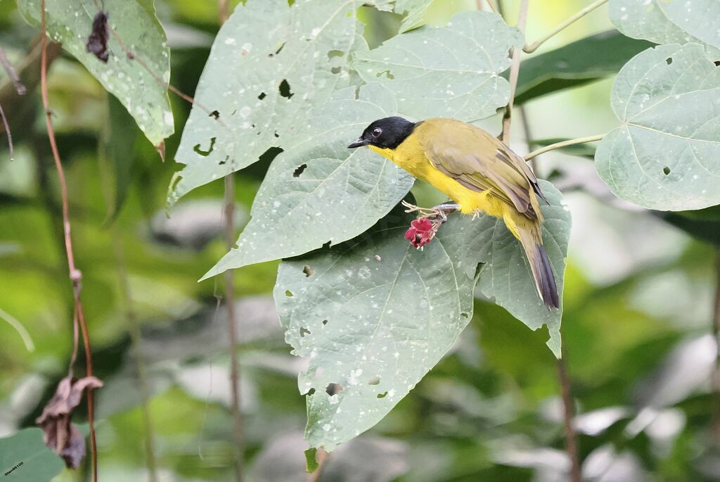 Bulbul à tête noire mâle adulte nuptial