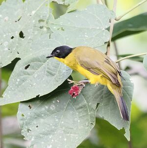 Bulbul à tête noire