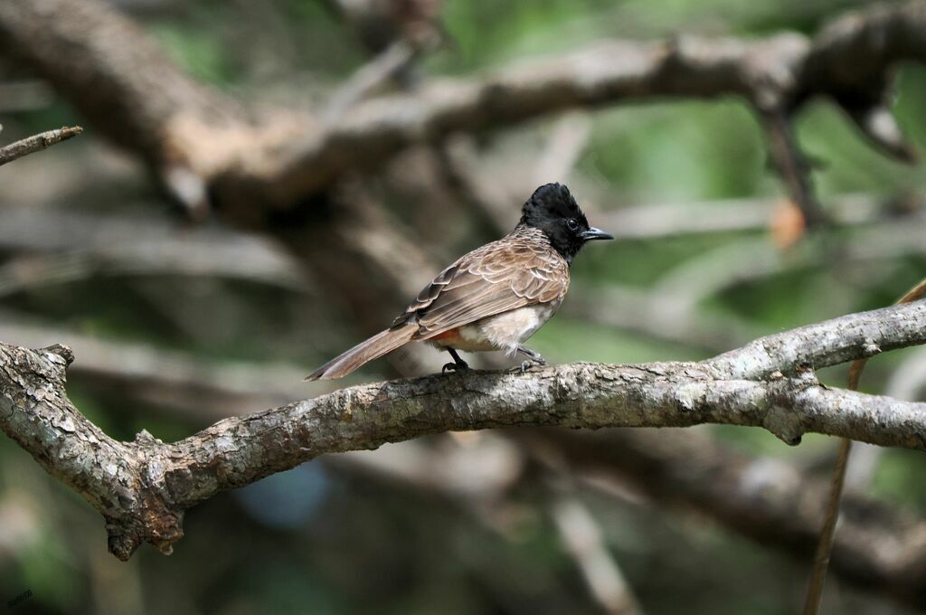 Bulbul à ventre rougeadulte