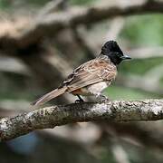 Red-vented Bulbul