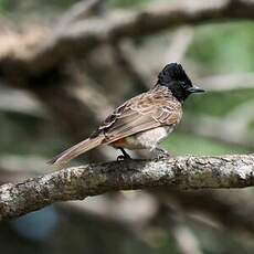 Bulbul à ventre rouge