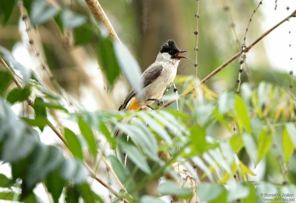 Bulbul cul-d'oradulte, chant