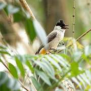 Sooty-headed Bulbul