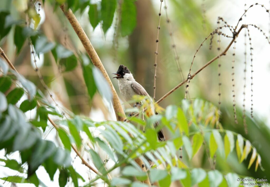 Bulbul cul-d'oradulte, chant