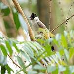 Bulbul cul-d'or