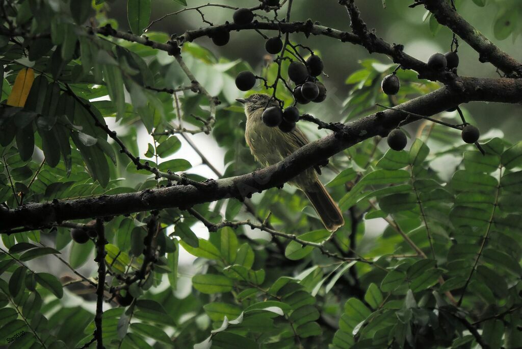 Bulbul curvirostreadulte