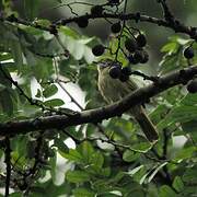 Plain Greenbul