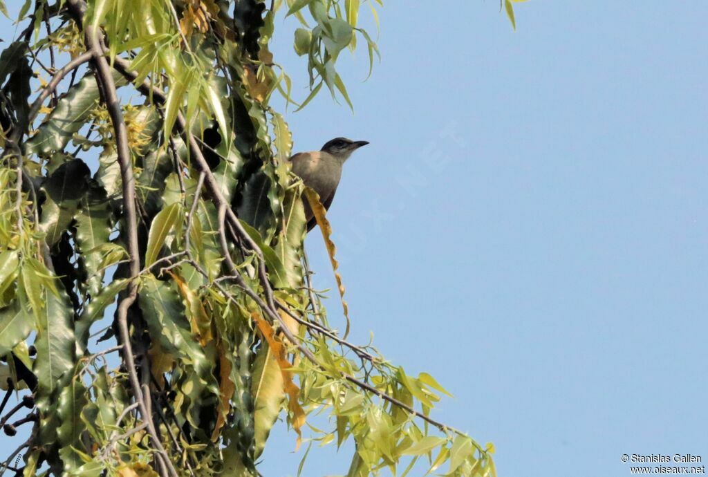 Bulbul de Conradadulte