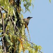 Streak-eared Bulbul