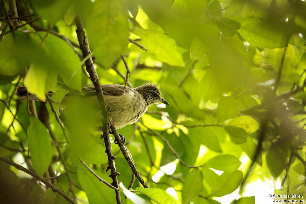 Bulbul de Conradadulte