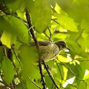 Streak-eared Bulbul