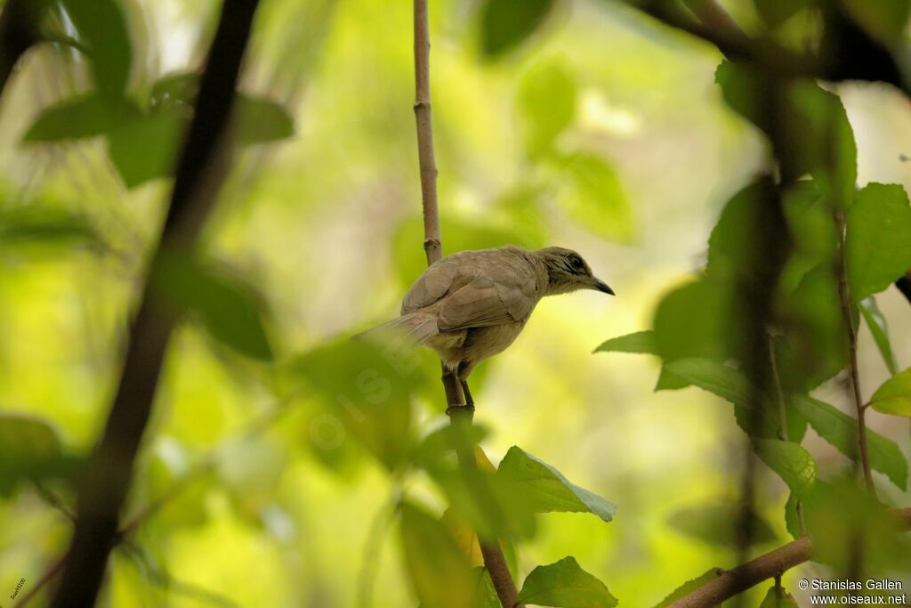 Streak-eared Bulbuladult