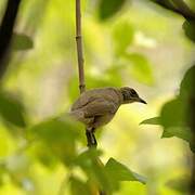 Streak-eared Bulbul