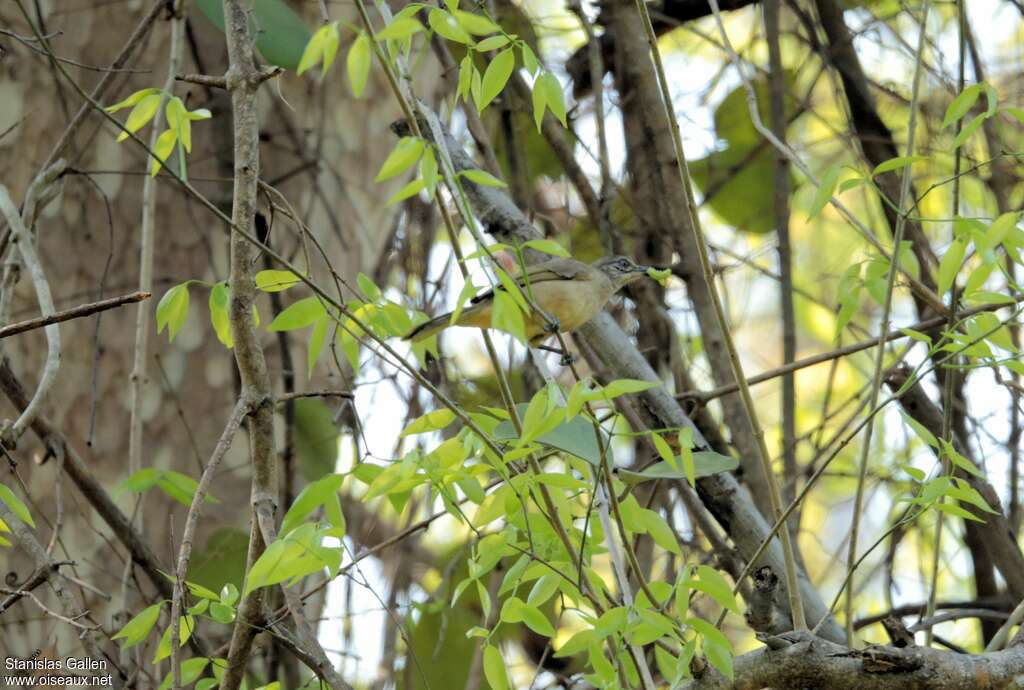 Bulbul de Conradadulte, habitat, camouflage, Nidification