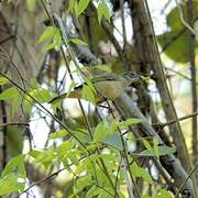 Streak-eared Bulbul