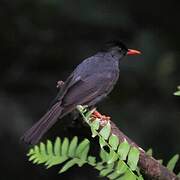 Square-tailed Bulbul