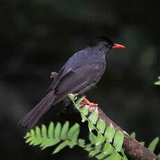 Bulbul des Ghats