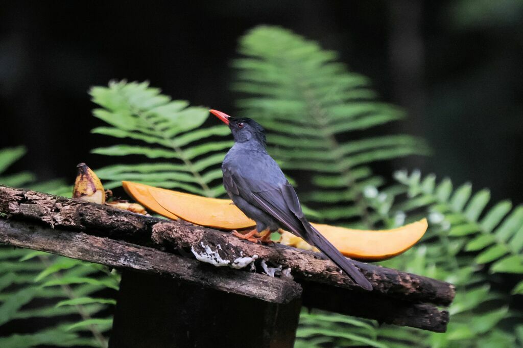 Square-tailed Bulbuladult, eats