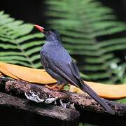 Square-tailed Bulbul