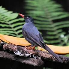 Bulbul des Ghats