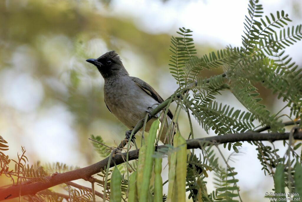 Bulbul des jardinsadulte