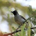 Bulbul des jardins