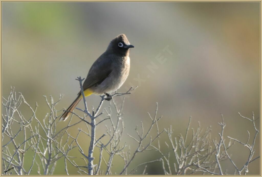 Bulbul du Capadulte