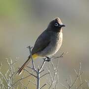 Bulbul du Cap