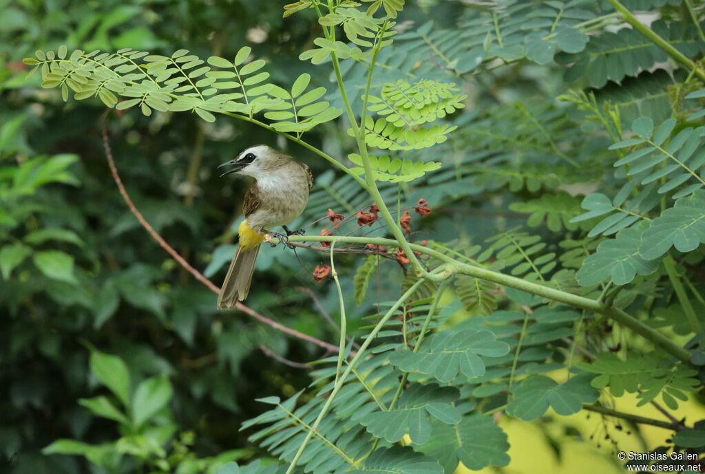 Yellow-vented Bulbuladult