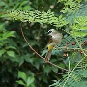 Yellow-vented Bulbul