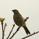 Bulbul importun