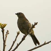 Sombre Greenbul