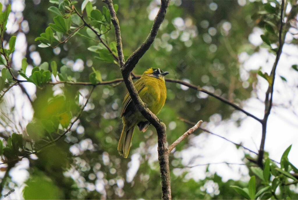 Bulbul oreillard mâle adulte