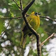 Yellow-eared Bulbul