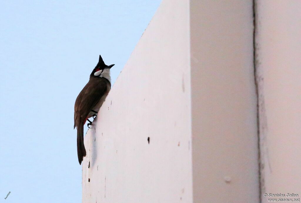 Bulbul orphéeadulte