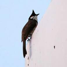 Bulbul orphée