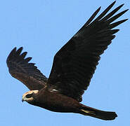 Western Marsh Harrier