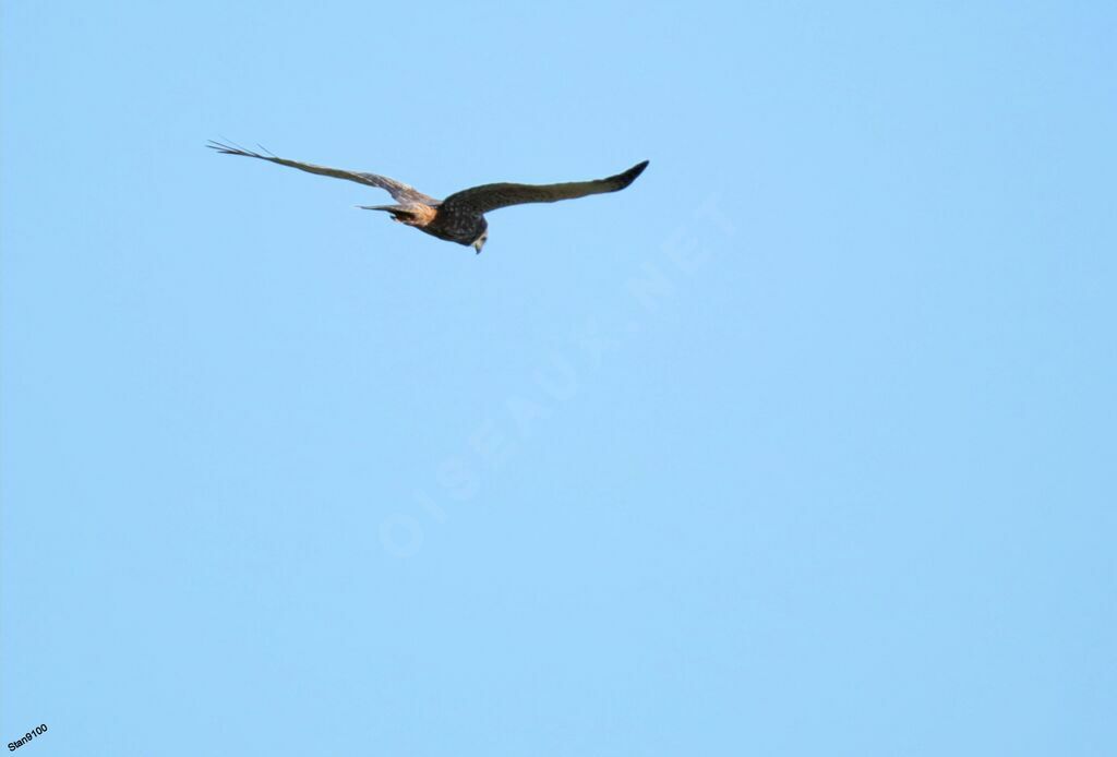 African Marsh Harrieradult, Flight