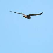 African Marsh Harrier