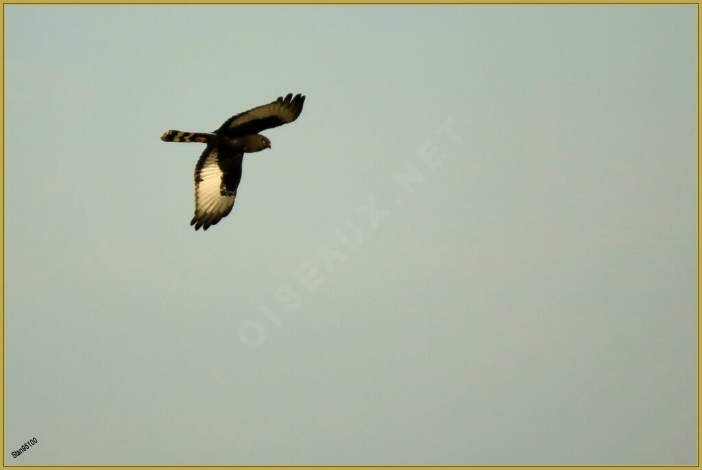 Black Harrier male adult breeding