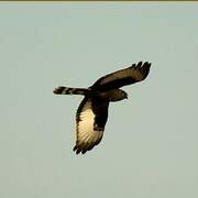 Black Harrier