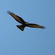 Black Harrier