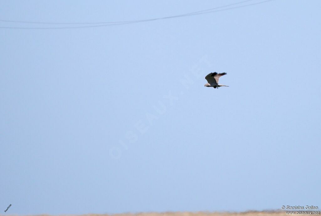 Pallid Harrieradult, Flight, fishing/hunting