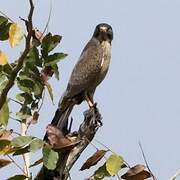 Grasshopper Buzzard